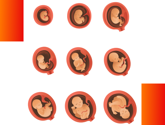 Расчет срока беременности и предполагаемой даты родов